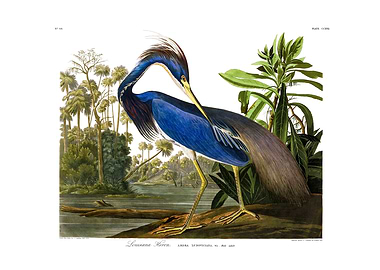 The Birds of America - Louisiana Heron