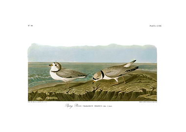 The Birds of America - Piping Plovers