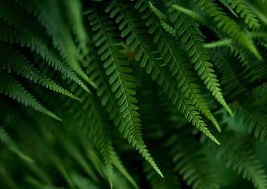 Lush Green Fern Fronds