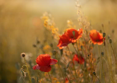 Red Poppy Flowers in Golden Light, Summer Lea