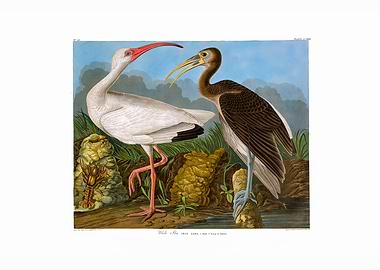 The Birds of America - White Ibis