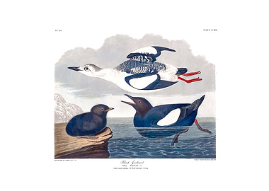 The Birds of America - Black Guillemot