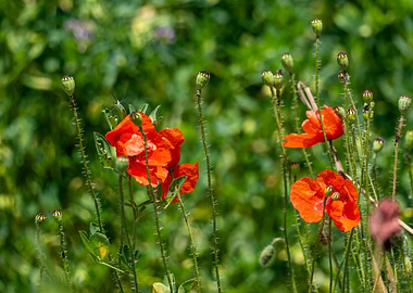 Red Poppies