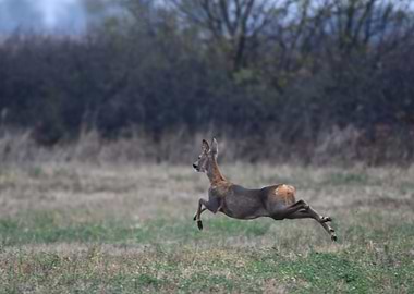 Deer Leaping Across Field