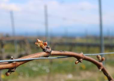 Vineyard Budding in Spring