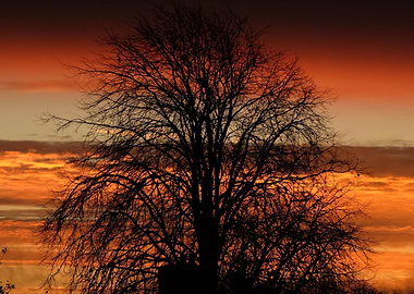 Silhouette of a Tree at Sunset