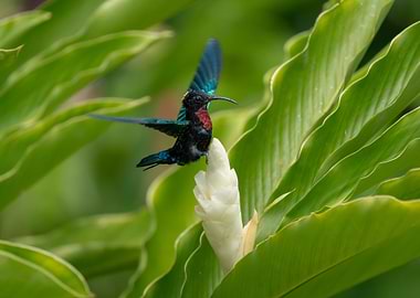Hummingbird on White Flower