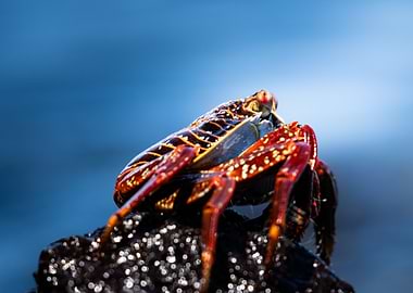Red Crab on Rock