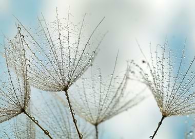 Dandelion Seeds with Water Droplets