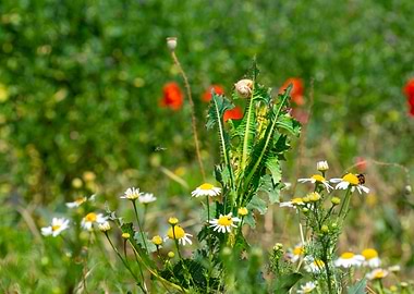 Chamomile, Poppies, and Snail in Field