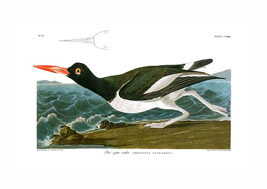 The Birds of America - Pied Oyster-catcher
