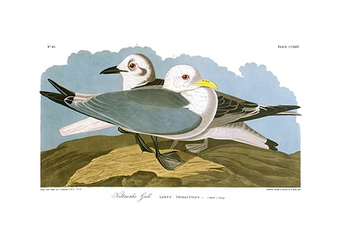 The Birds of America - Kittiwake Gull