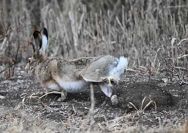 Hare Running in Field