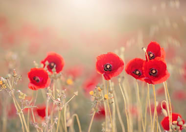 Field of Red Poppies in Sunlight
