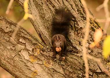 Squirrel with Nut on Tree Branch