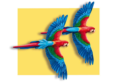 Two Macaws in Flight