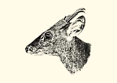 Muntjac Deer Head Sketch