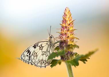 Butterfly on a flower
