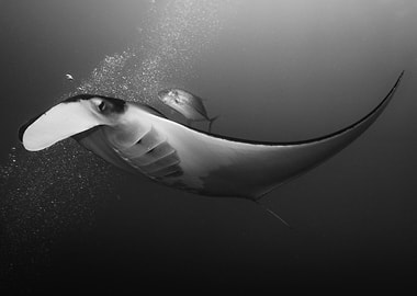 Manta Ray Underwater Black and White