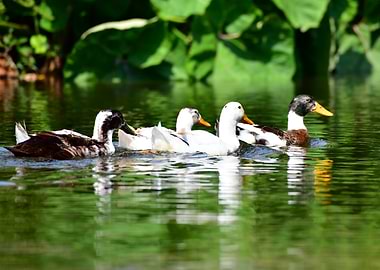 Ducks Swimming in a Pond