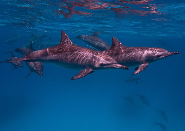 Dolphins swimming underwater in the ocean