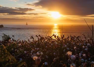 Coastal Sunset with Wildflowers
