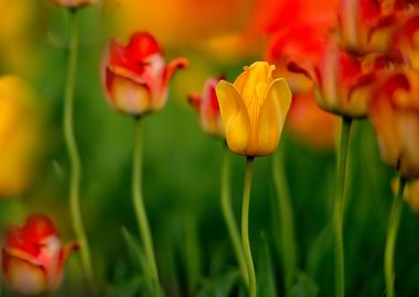 Vibrant Tulips in a Garden Setting