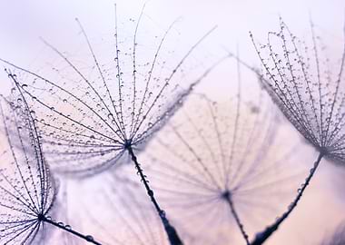 Dandelion Seeds with Water Droplets