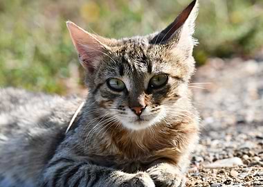 Resting Tabby Cat Portrait
