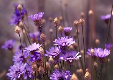 Purple Flowers Field