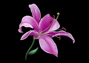Pink Lily Flower on Black Background