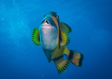 Triggerfish in the deep blue sea