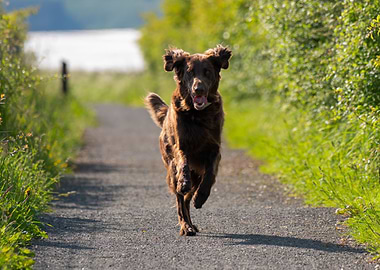 Running Brown Dog on Path
