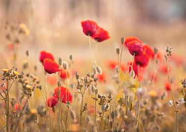 Red Poppies in a Golden Field