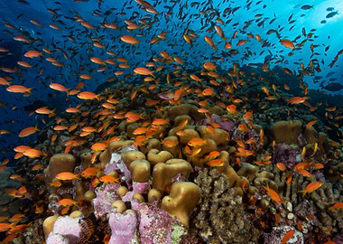 Coral Reef with Anthias Fish