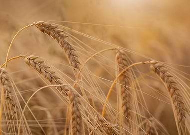 Golden Wheat Field Close-Up