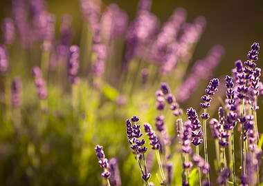 Lavender field in soft focus