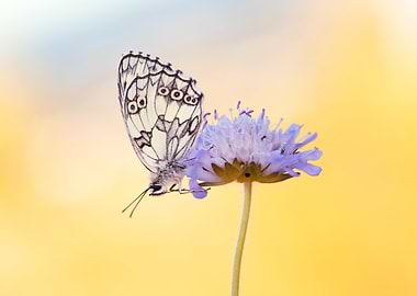 Butterfly on a purple flower