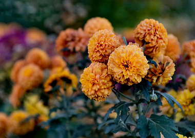 Orange Chrysanthemum Flowers in Bloom
