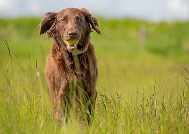 Happy Dog with Ball in Field