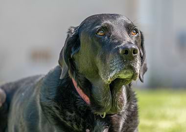 Portrait of a Black Labrador Retriever