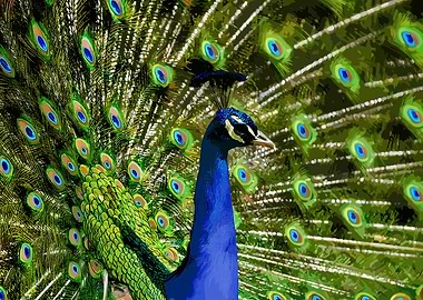 Peacock Displaying Feathers