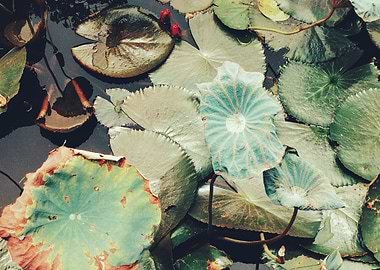 Lily Pads in Pond