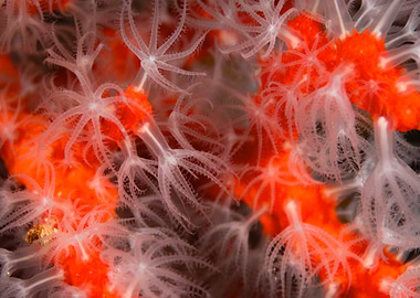 Close-up of Red coral of Mediterranean