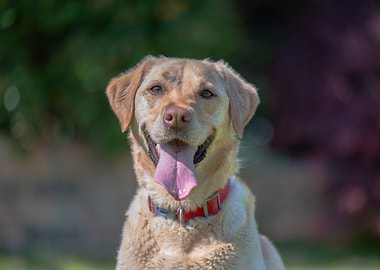 Happy Labrador Retriever Portrait