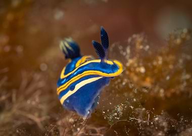 Vibrant Nudibranch Underwater