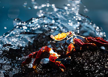 Sally Lightfoot Crab on Rock