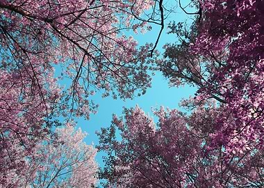 Pink Trees Against Blue Sky