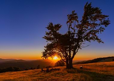 Sunset Tree Silhouette Landscape, Hala Jaworowa