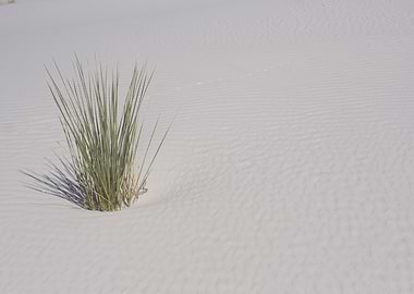 Desert Plant in White Sands Desert